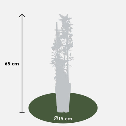 Buitenplant - Pyracantha coccinea Red Star - Pot Ø 23cm Hoogte ↕ 75cm