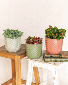 Kamerplant - Fittonia