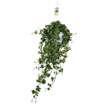 Kamerplant - Hedera Helix Pitsburg - Hangplant XXL - Pot Ø 17cm Hoogte ↕ 90cm