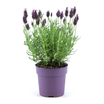 Buitenplant 6x Lavandula stoechas Anouk® - Bloeiend - Pot Ø 12cm