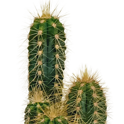 Kamerplant 10x Cactus Mix - Zonder pot - Pot Ø 5.5cm