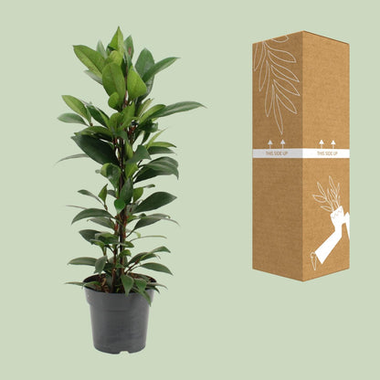 Kamerplant - Ficus Cyathistipula - Pot Ø 17cm Hoogte ↕ 70cm