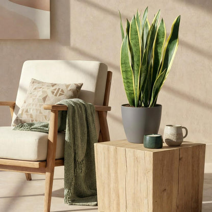Kamerplant - Sansevieria Laurentii - Pot Ø 21cm Hoogte ↕ 70-80cm