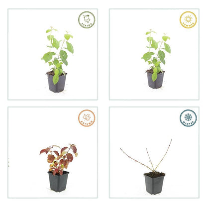 Buitenplant 12x Cornus sang. 'Midwinter Fire' - Pot Ø 9cm Hoogte ↕ 10-25cm
