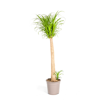 Kamerplant - Beaucarnea Recurvata Stam - XL - Pot Ø 27cm Hoogte ↕ 110-130cm