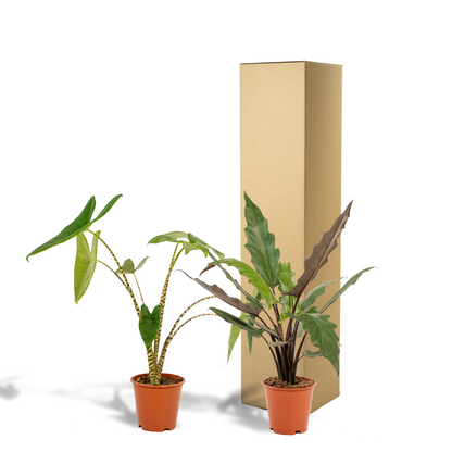 Kamerplant - Alocasia Mix (Zebrina, Lauterbachiana) - Pot Ø 19cm Hoogte ↕ 75cm