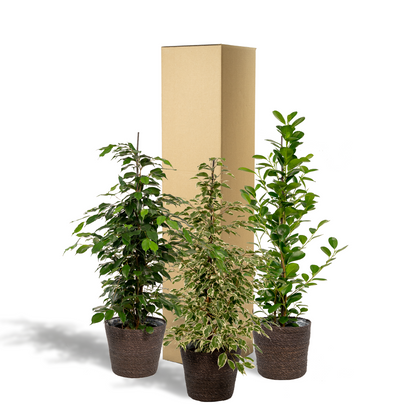 Kamerplant - Ficus Benjamina Danielle + Ficus Benjamina Twilight + Ficus Microcarpa Moclame + Mand Igmar - Pot Ø 21cm Hoogte ↕ 95cm