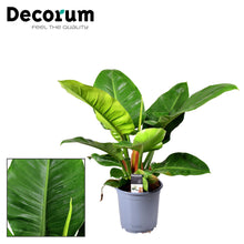 Kamerplant - Philodendron Imperial Green - Pot Ø 19cm Hoogte ↕ 55cm
