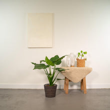 Kamerplant - Alocasia Cucullata - Pot Ø 19cm Hoogte ↕ 65cm