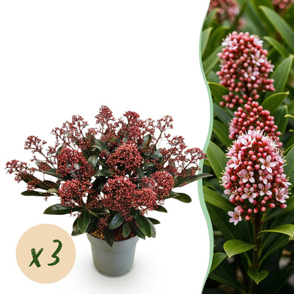 Buitenplant 3x Skimmia japonica Rubella - Bloeiend - Winterhard - Pot Ø 15cm Hoogte ↕ 30cm