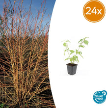 Buitenplant 24x Cornus sang. 'Anny's Winter Orange' - Pot Ø 9cm Hoogte ↕ 10-25cm