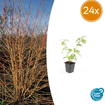Buitenplant 24x Cornus sang. 'Anny's Winter Orange' - Pot Ø 9cm Hoogte ↕ 10-25cm