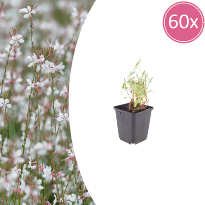 Buitenplant 60x Gaura lindheimeri - Bloeiend - Pot Ø 9cm Hoogte ↕ 10-25cm