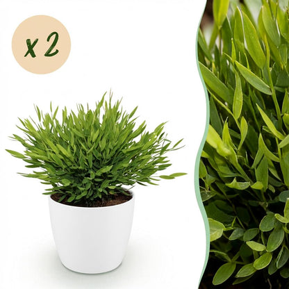 Kamerplant 2x Pogonatherum Monica - Huisdiervriendelijk - Pot Ø 12cm Hoogte ↕ 20cm