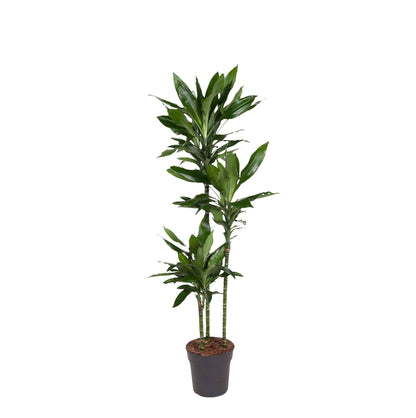 Kamerplant - Dracaena Janet Lind - Luchtzuiverend - Pot Ø 24cm Hoogte ↕ 150-160cm
