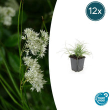 Buitenplant 12x Luzula nivea - Pot Ø 9cm Hoogte ↕ 10-25cm