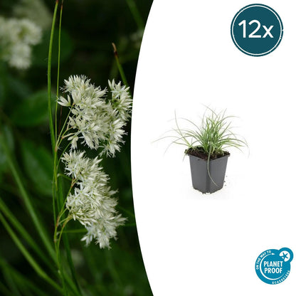 Buitenplant 12x Luzula nivea - Pot Ø 9cm Hoogte ↕ 10-25cm