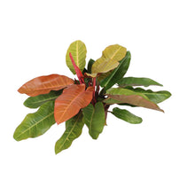 Kamerplant - Philodendron Prince of Orange - Pot Ø 27cm Hoogte ↕ 75cm