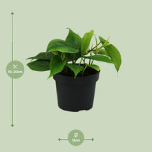 Kamerplant - Philodendron Scandens - Pot Ø 12cm Hoogte ↕ 20cm