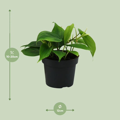 Kamerplant - Philodendron Scandens - Pot Ø 12cm Hoogte ↕ 20cm