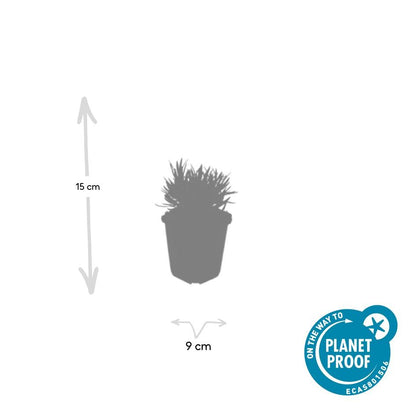 Buitenplant 6x Lavandula int. 'Edelweiss' - Bloeiend - Pot Ø 9cm Hoogte ↕ 10-25cm