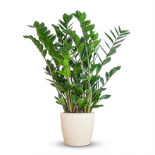 Kamerplant - Zamioculcas Zamiifolia - met Potter wit - Pot Ø 21cm Hoogte ↕ 80cm