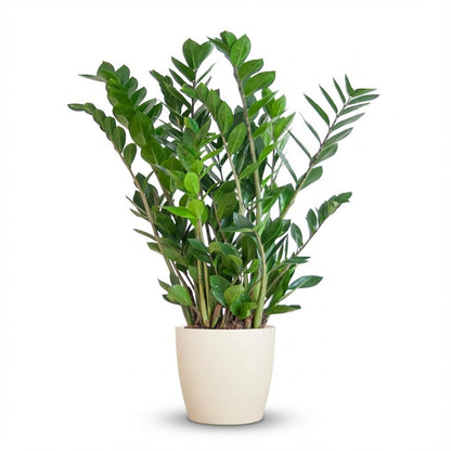 Kamerplant - Zamioculcas Zamiifolia - met Potter wit - Pot Ø 21cm Hoogte ↕ 80cm
