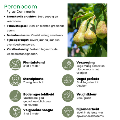 Buitenplant 4x Biologische Fruitbomen - Appel, Peer, Kers en Pruim - Pot Ø 20cm Hoogte ↕ 60cm