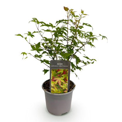 Buitenplant - Acer palmatum Little Princess - Pot Ø 12cm Hoogte ↕ 35cm