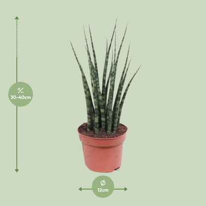 Kamerplant - Sansevieria Fernwood Mikado - Pot Ø 12cm Hoogte ↕ 40cm