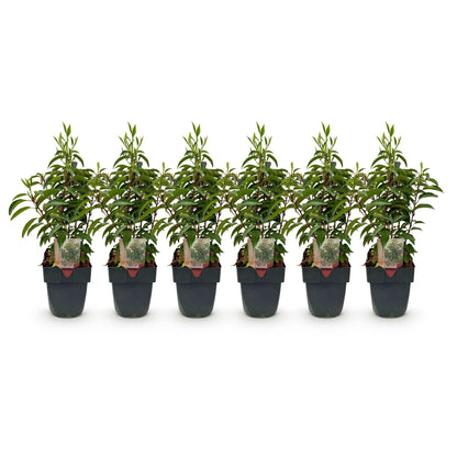 Buitenplant 6x Prunus lusitanica Angustifolia - Groenblijvend - Pot Ø 17cm Hoogte ↕ 50cm