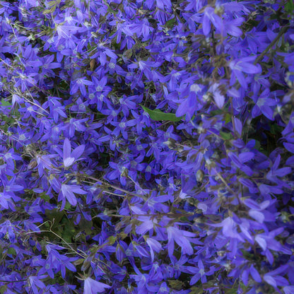 Buitenplant 48x Campanula poscharskyana 'Stella' - Bloeiend - Pot Ø 9cm Hoogte ↕ 10-25cm