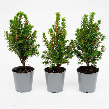 Buitenplant 3x Picea glauca 'Perfecta' - Mini-kerstboom - Pot Ø 6cm Hoogte ↕ 15-20cm
