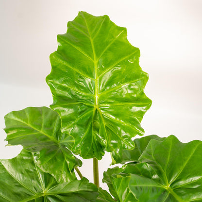 Kamerplant - Alocasia Portodora - Inclusief siermand - Pot Ø 21cm Hoogte ↕ 80cm
