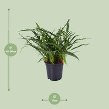 Kamerplant - Aglaomorpha Coronans - Pot Ø 17cm Hoogte ↕ 45cm