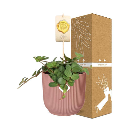 Kamerplant - Peperomia 'Hope' - Pot Ø 14cm