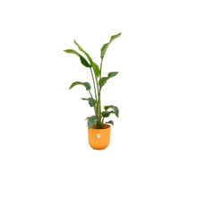 Kamerplant - Strelitzia Nicolai inclusief pot - Pot Ø 23cm Hoogte ↕ 100cm
