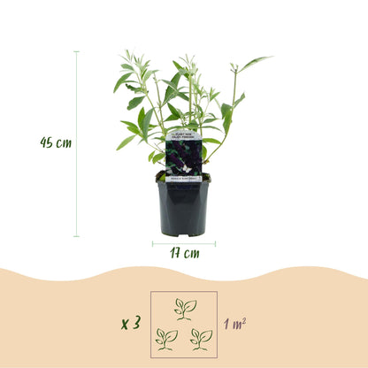 Buitenplant - Buddleja davidii 'Black Night' - Winterhard, Bloeiend - Pot Ø 17cm Hoogte ↕ 45cm