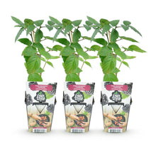 Buitenplant 3x Rubus Thornfree - Winterhard - Pot Ø 9cm Hoogte ↕ onbekend