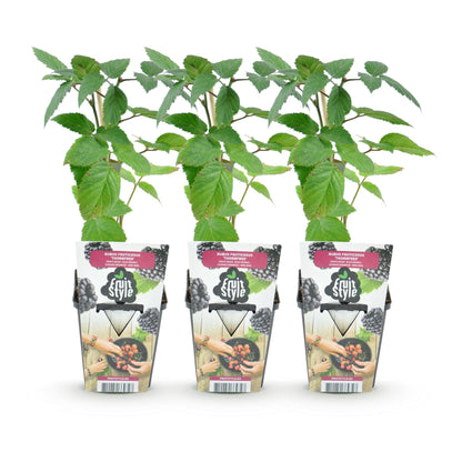 Buitenplant 3x Rubus Thornfree - Winterhard - Pot Ø 9cm Hoogte ↕ onbekend