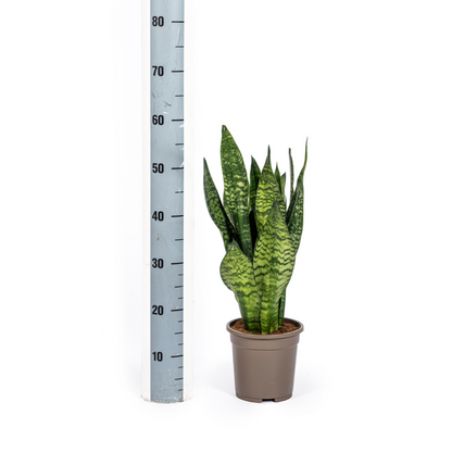Kamerplant - Sansevieria Trifasciata Zeylanica Compacta - Pot Ø 17cm Hoogte ↕ 55-65cm