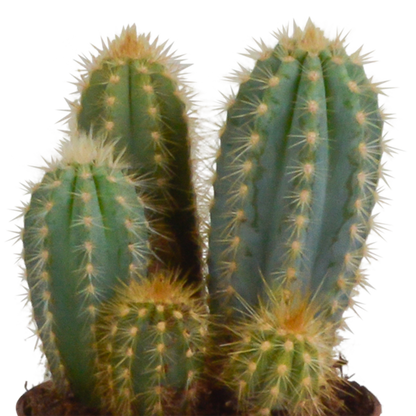 Kamerplant 3x Cereus mix - Pot Ø 10,5cm