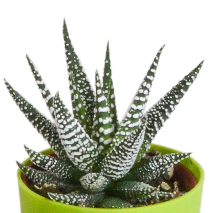 Kamerplant 5x Gasteria/Haworthia mix - Pot Ø 5,5cm