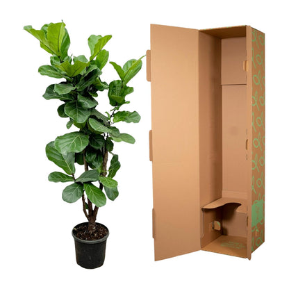 XL kamerplant - Ficus Lyrata vertakt - Pot Ø 24-27cm Hoogte ↕ 150cm