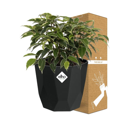 Kamerplant - Ficus Benjamina Kinky - Pot Ø 14cm