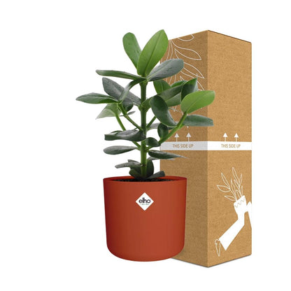 Kamerplant - Clusia Princess - Inclusief sierpot - Pot Ø 14cm
