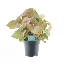 Kamerplant - Syngonium Red Heart - Pot Ø 14cm Hoogte ↕ 30cm