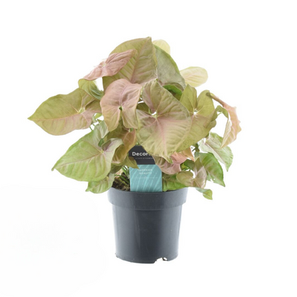 Kamerplant - Syngonium Red Heart - Pot Ø 14cm Hoogte ↕ 30cm