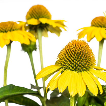 Buitenplant - Echinacea Purpurea Yellow - Bloeiend - Pot Ø 19cm Hoogte ↕ 60-70cm