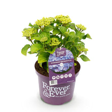 Buitenplant - Hortensia Hydrangea Forever & Ever Blauw - Bloeiend - Pot Ø 23cm Hoogte ↕ 55cm